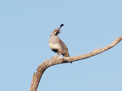 quail